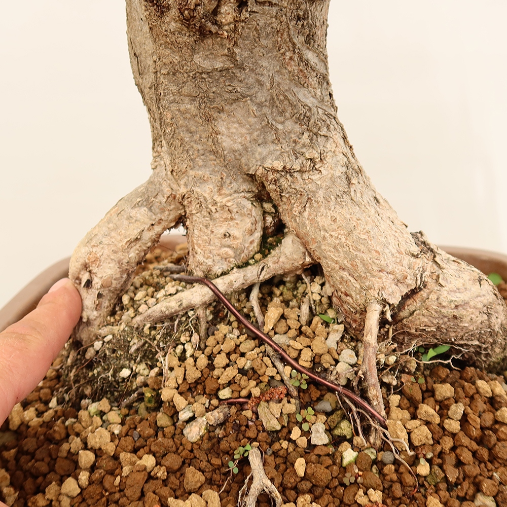 Bonsai im Freien - Carpinus Coreana - Koreanische Hainbuche