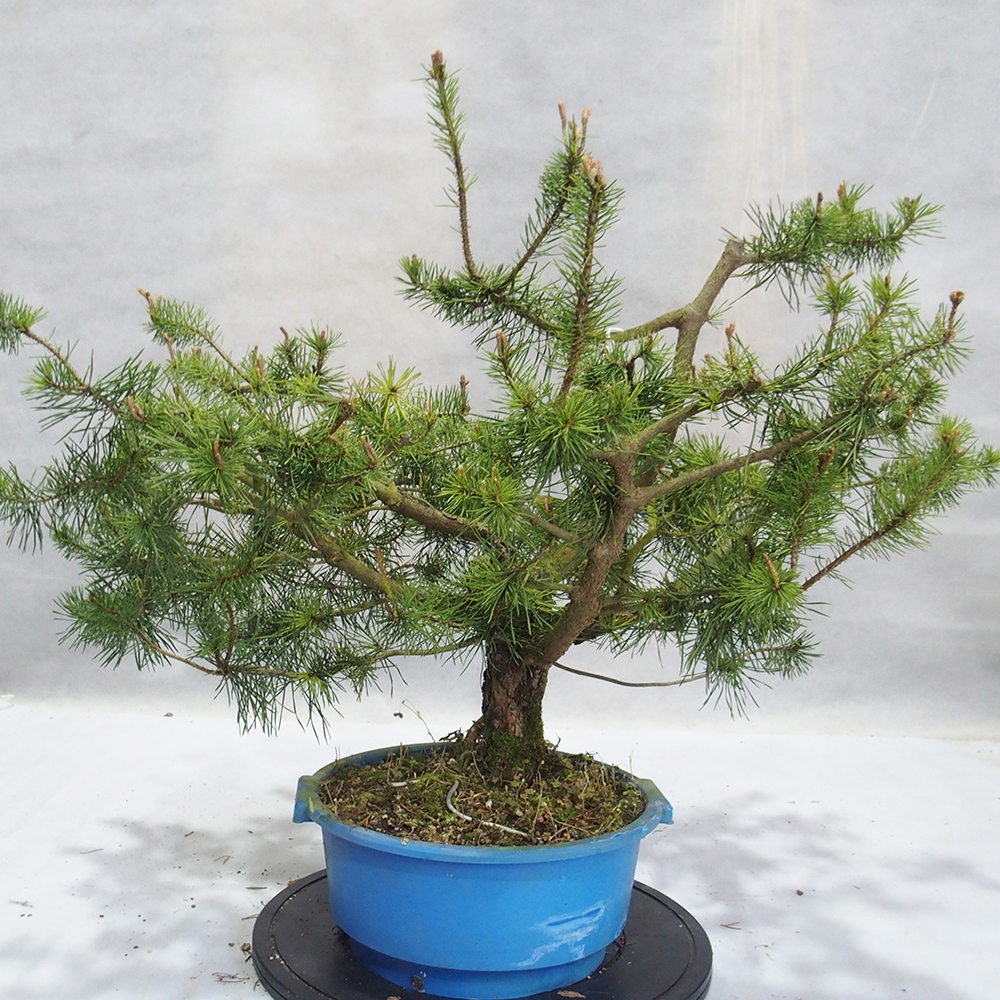 Yamadori - Pinus sylvestris 