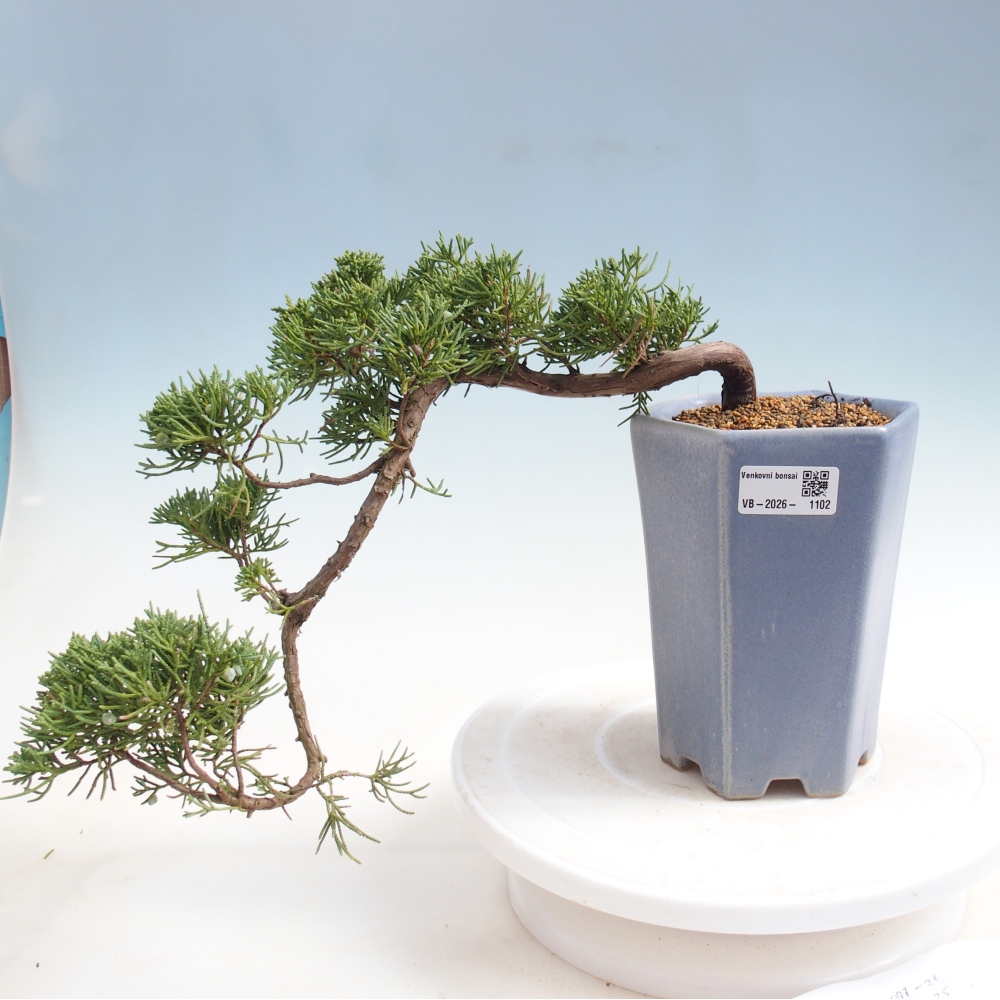 Bonsai für draußen - Juniperus chinensis Kishu