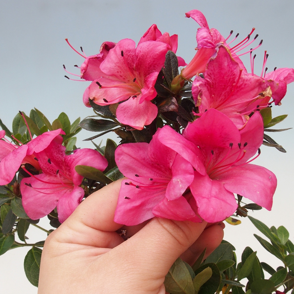 Bonsai im Freien - Japanische Azalee - Azalea sp.