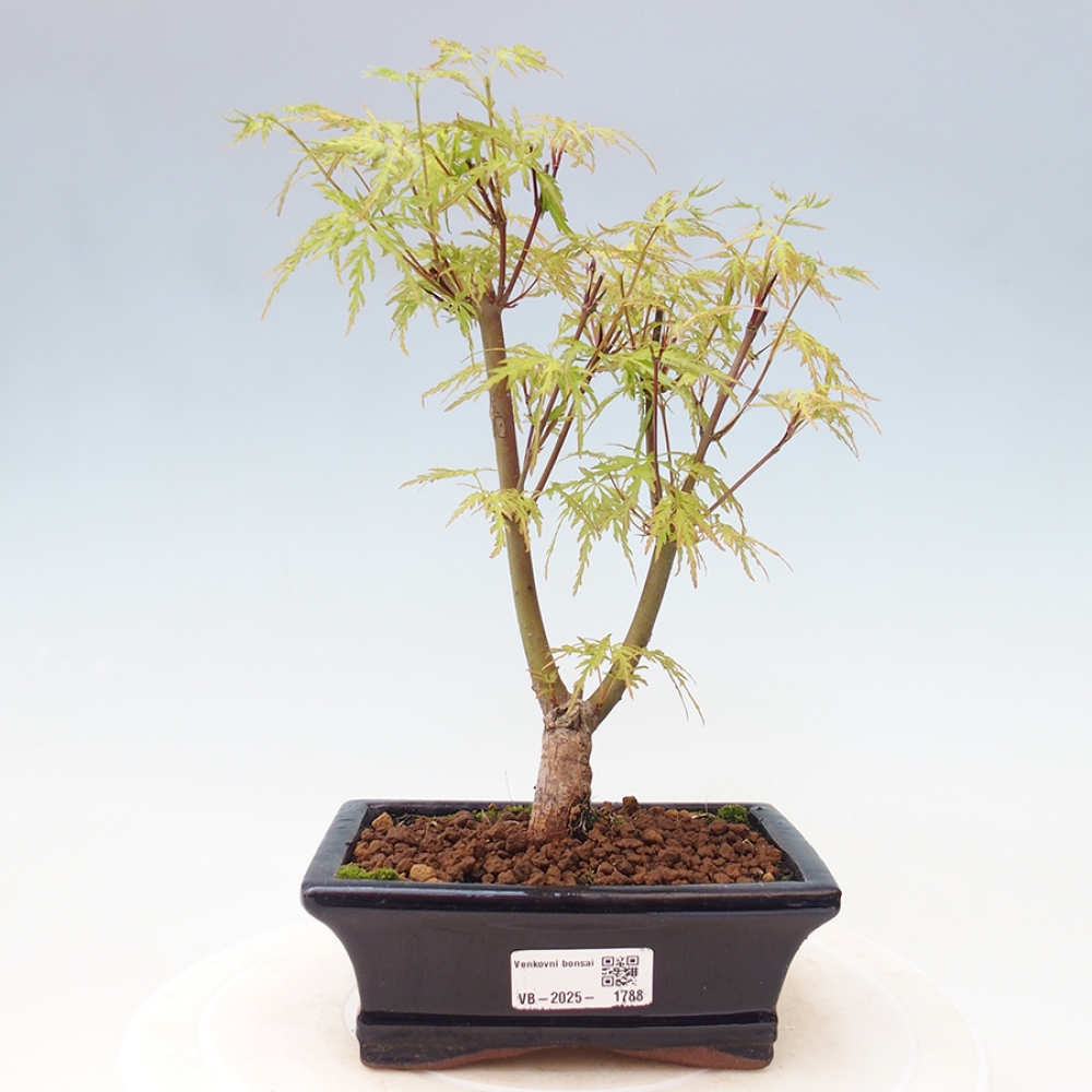 Bonsai im Freien - Acer palmatum Dissectum - japanischer Ahorn 