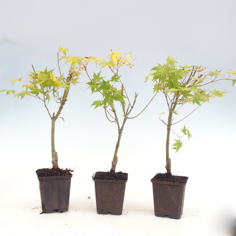 Outdoor Bonsai -Javor goldene Palme - Acer palmatum Aureum im Container