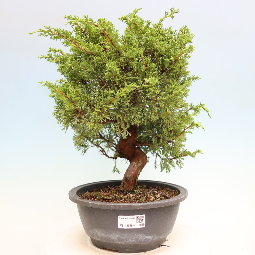 Bonsai für draußen - Juniperus chinensis Itoigawa-Juniperus chinensis