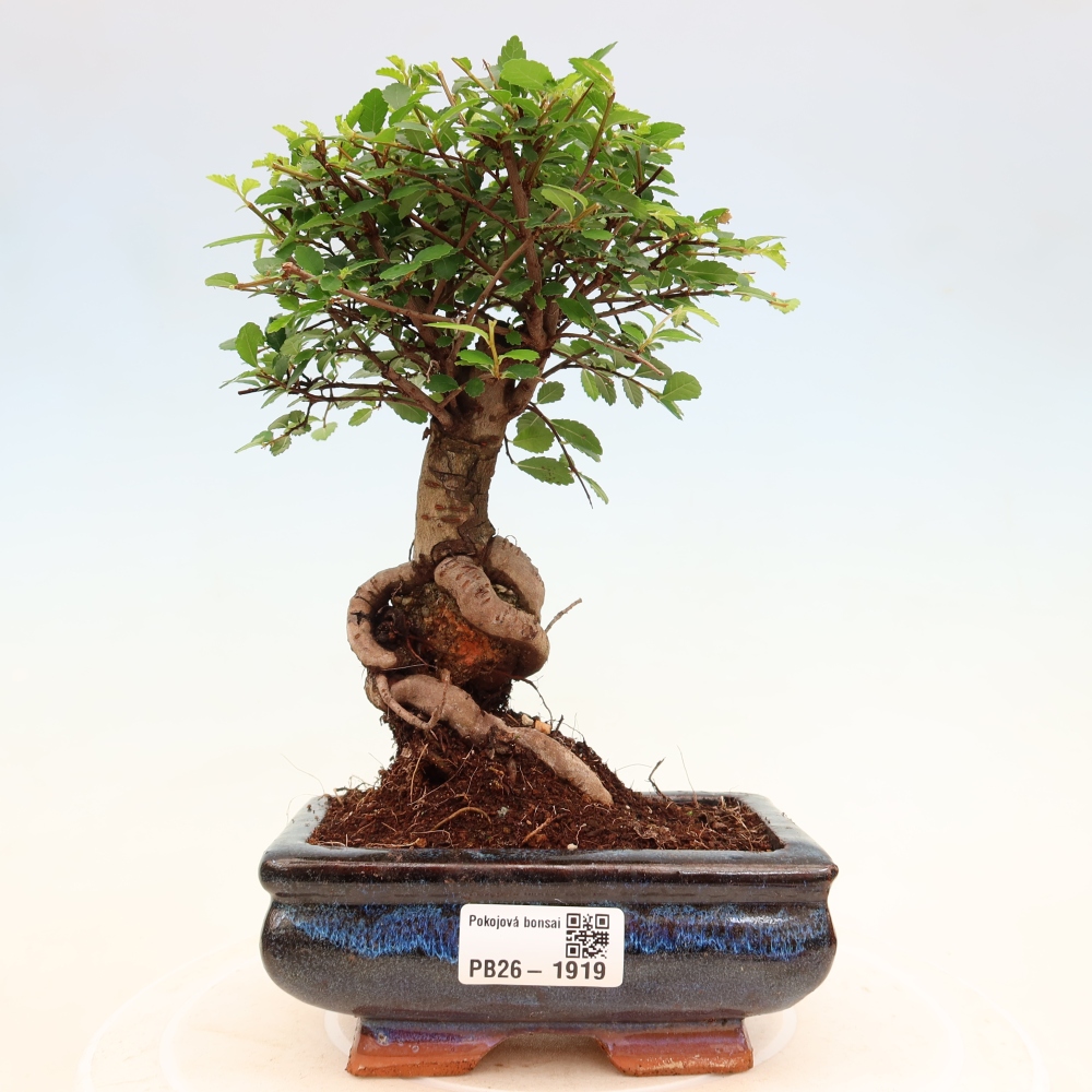 Zimmerbonsai - Ulmus parvifolia - Kleinblättrige Ulme
