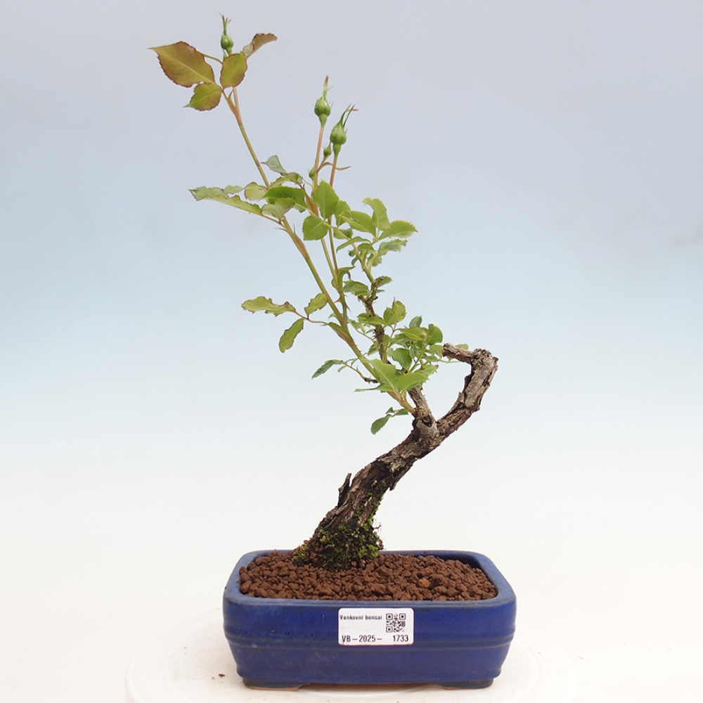 Freilandbonsai - Rosa Kordes -  Rose