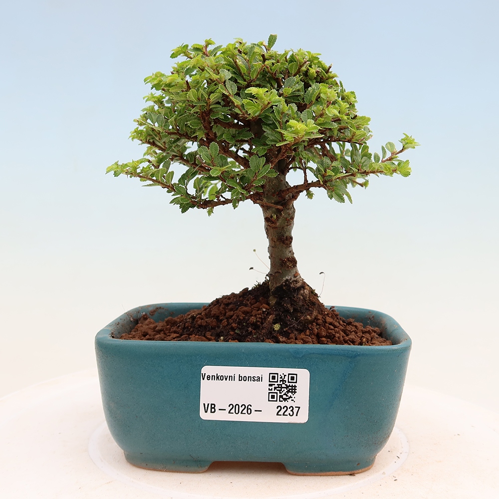 Bonsai im Freien - Ulmus parvifolia Sagei - Kleinblättrige Ulme
