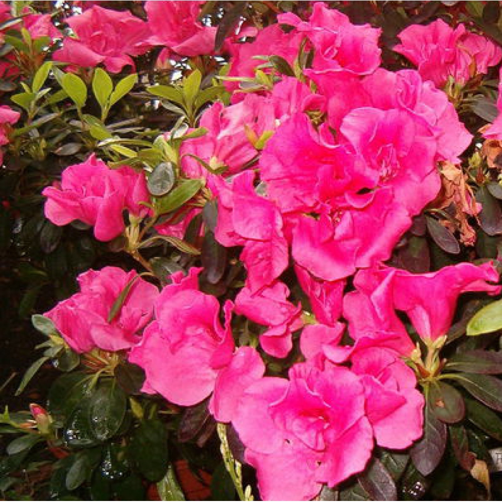 Zimmer Bonsai - Rhododendron simsii - Pfennigkraut