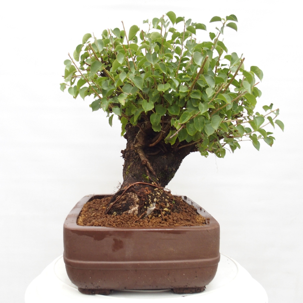 Bonsai im Freien - Mahalebka - Prunus mahaleb