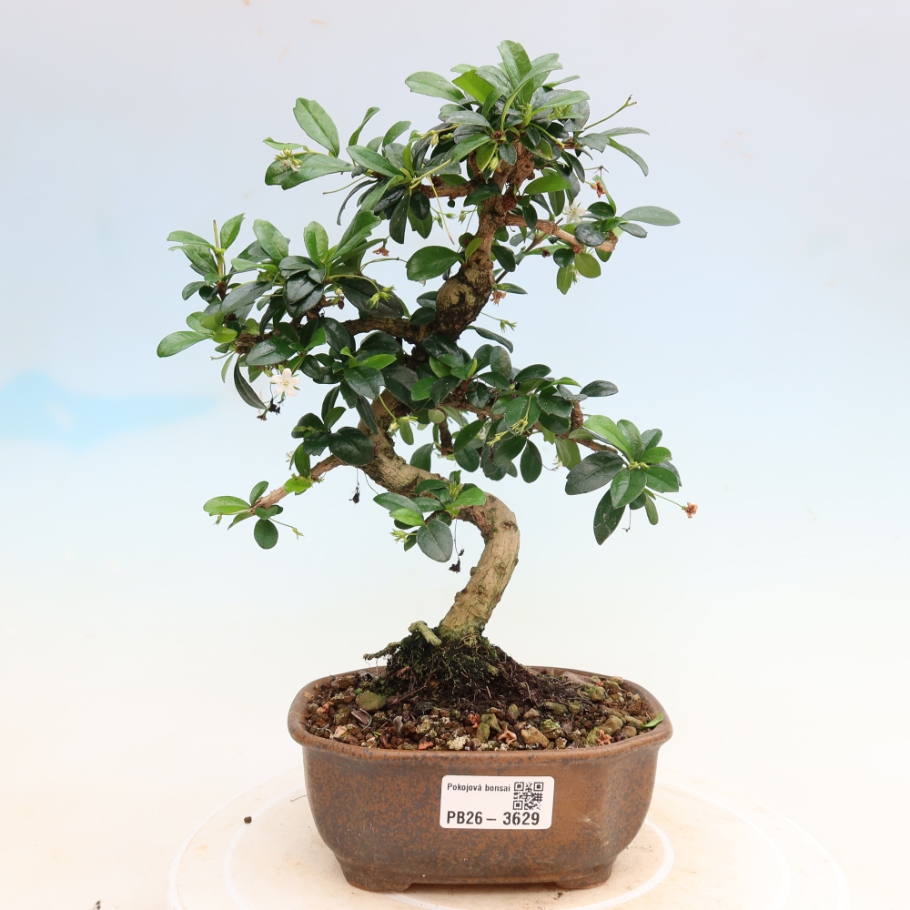 Zimmer-Bonsai - Carmona macrophylla - Tee-Fuki