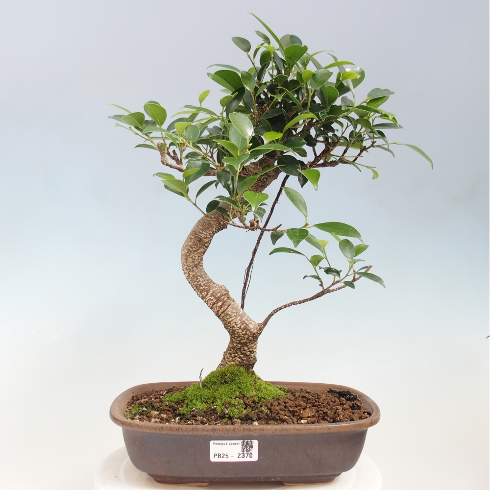 Indoor-Bonsai - Ficus kimmen - kleinblättriger Ficus