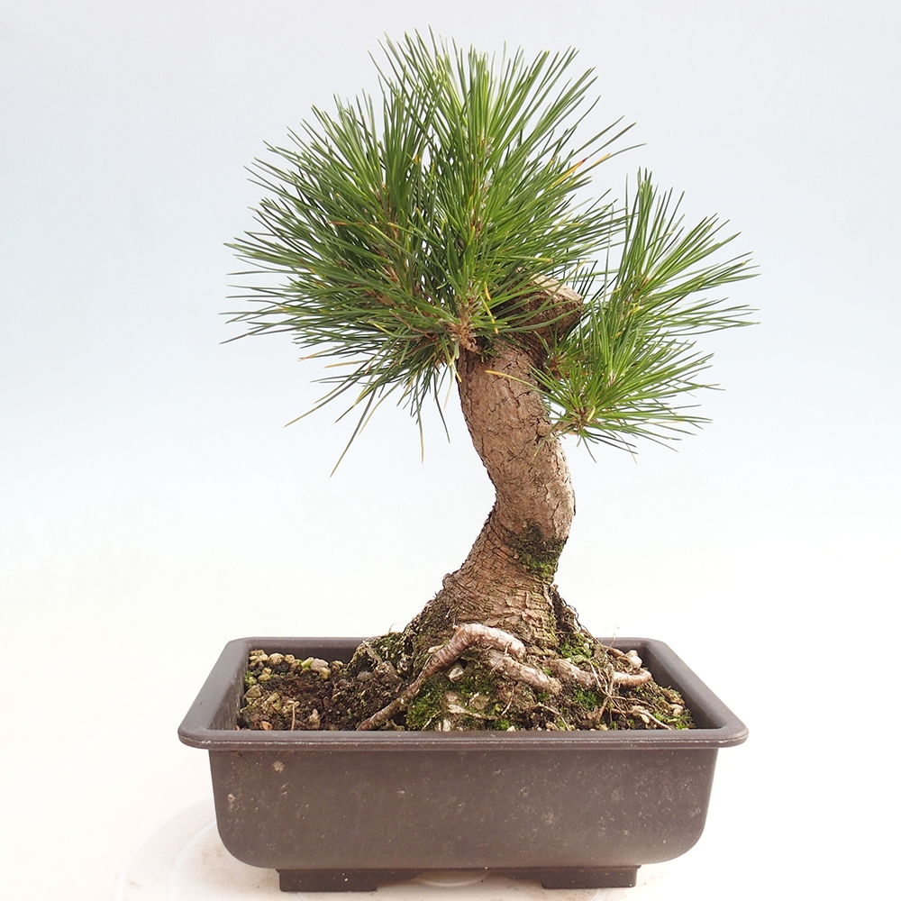 Bonsai für draußen - Pinus thunbergii - Thunberg-Kiefer