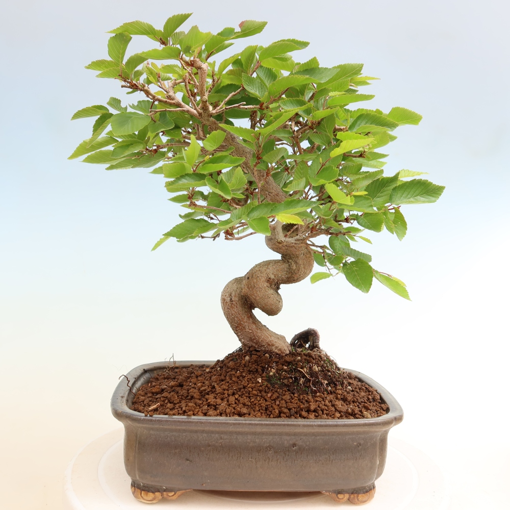 Bonsai für draußen - Karpinus Coreana - Koreanische Hainbuche