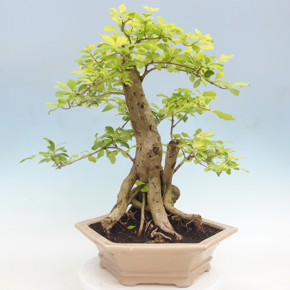 Zimmerbonsai - Duranta erecta Aurea - NUR PERSÖNLICHE ABHOLUNG oder Palettentransport