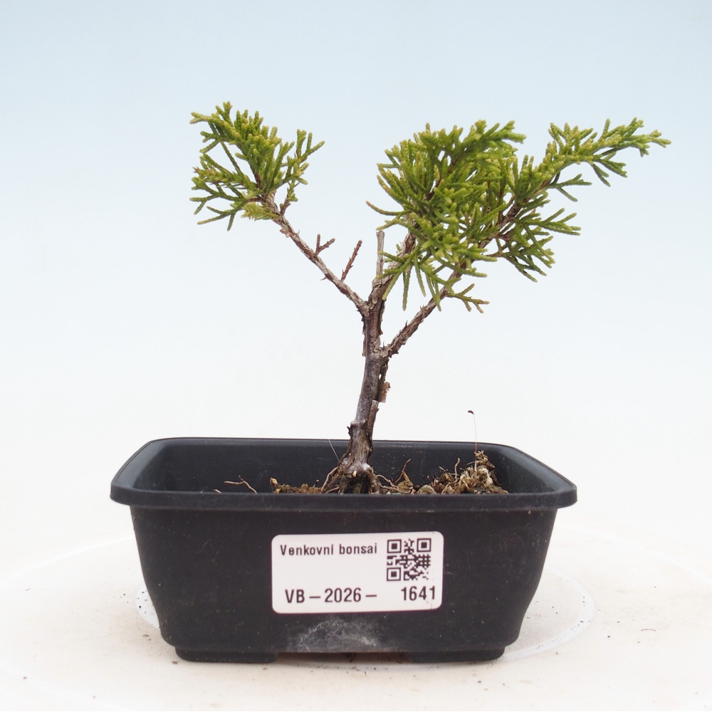 Bonsai für draußen - Juniperus chinensis Itoigawa