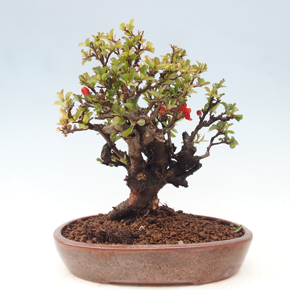 Bonsai für draußen - Chaneomeles speciosa - Quitte
