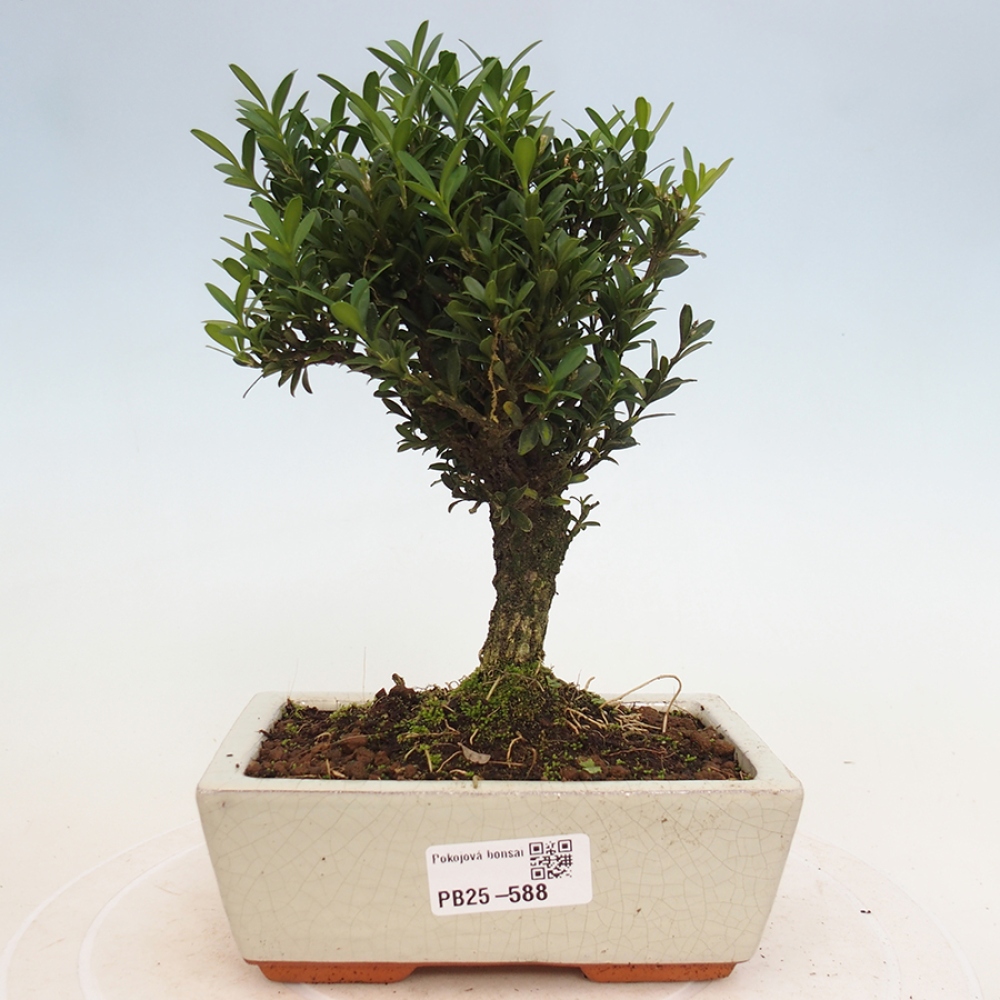 Zimmerbonsai - Buxus harlandii - Korkbuchsbaum