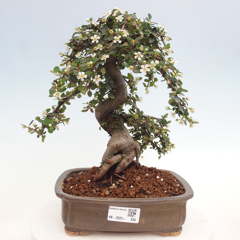 Outdoor-Bonsai-Cotoneaster dammeri - Rock Damer