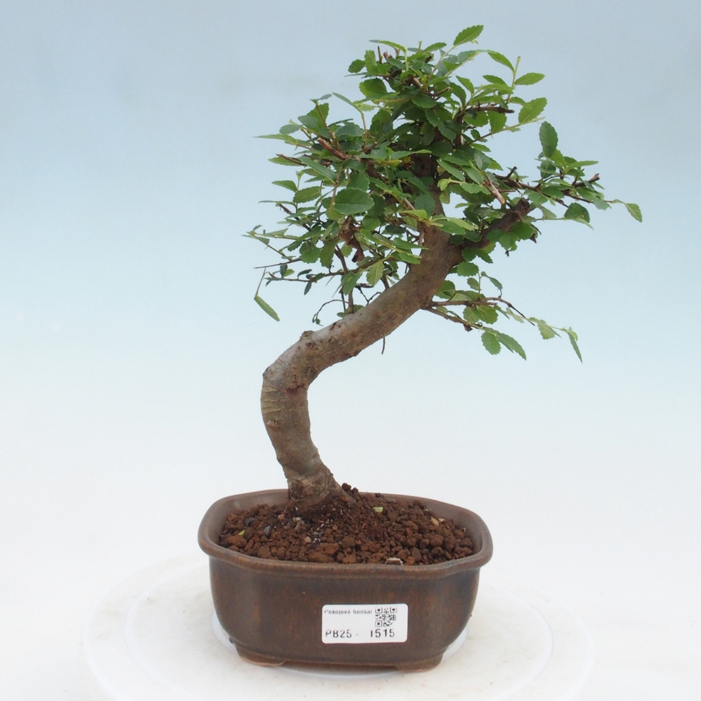 Zimmer Malolistý Ulme Bonsai