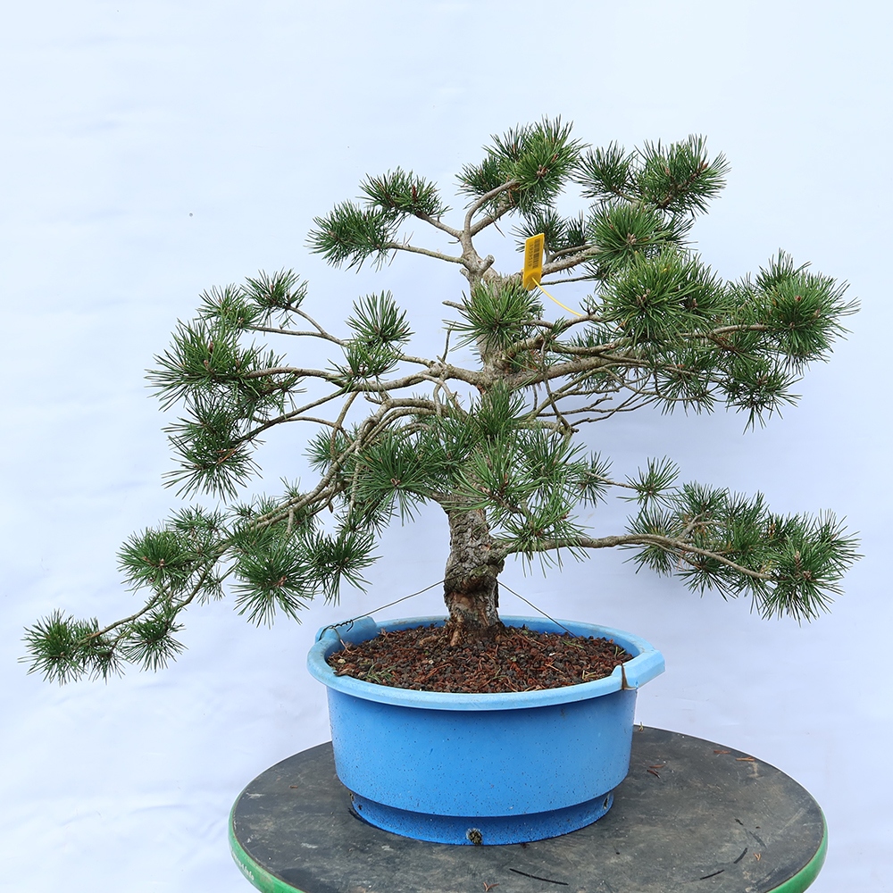 Pinus sylvestris Spanien – Waldkiefer