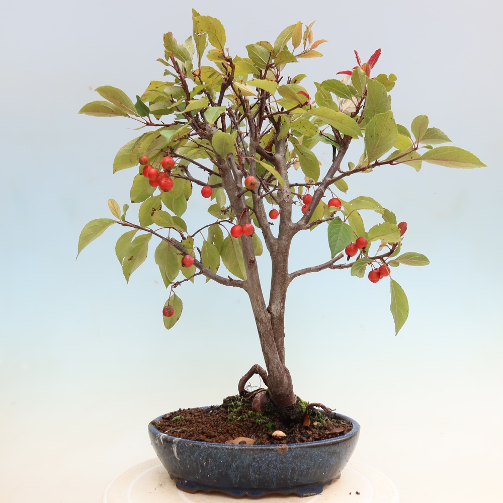 Outdoor-Bonsai -Malus domestica - Kleinfrüchtiger rotblättriger Apfelbaum