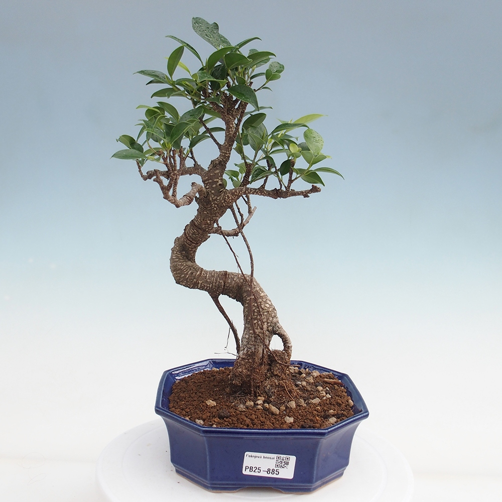 Indoor-Bonsai - Ficus retusa - kleiner Ficus