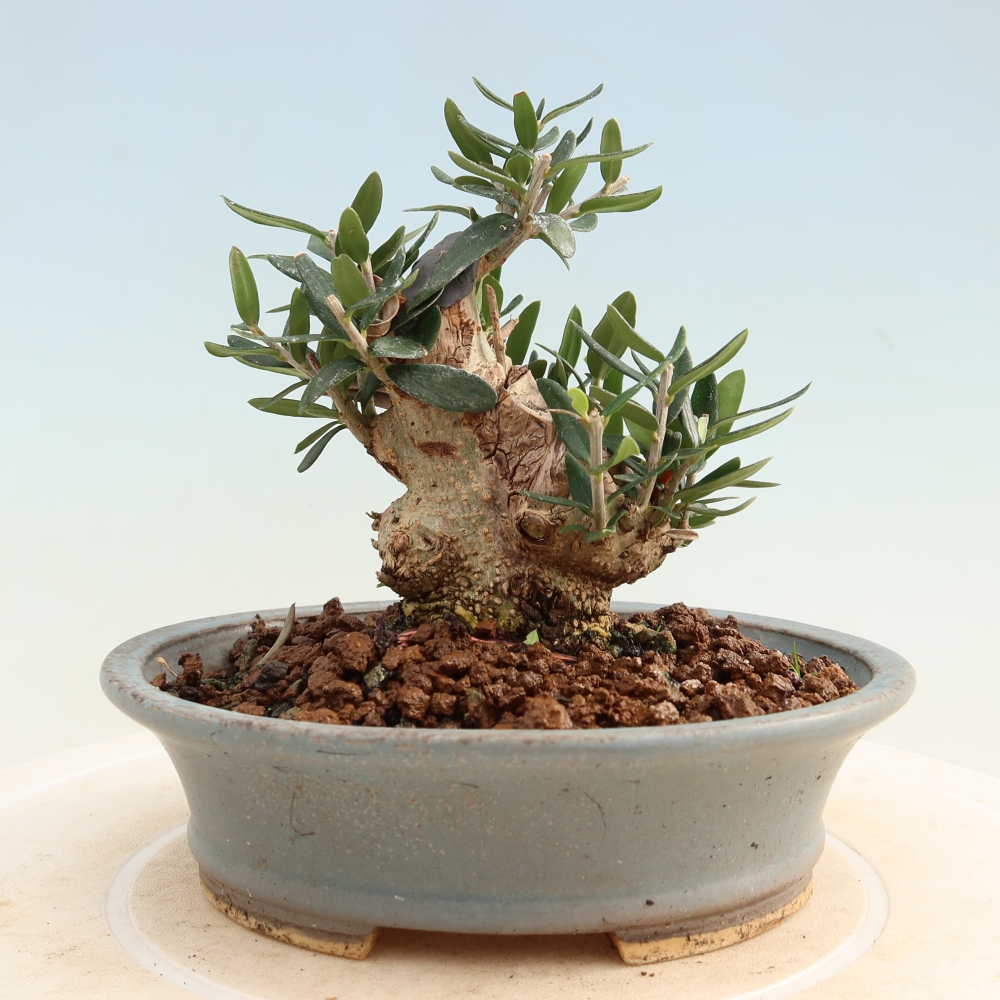 Zimmerbonsai - Olea europaea sylvestris