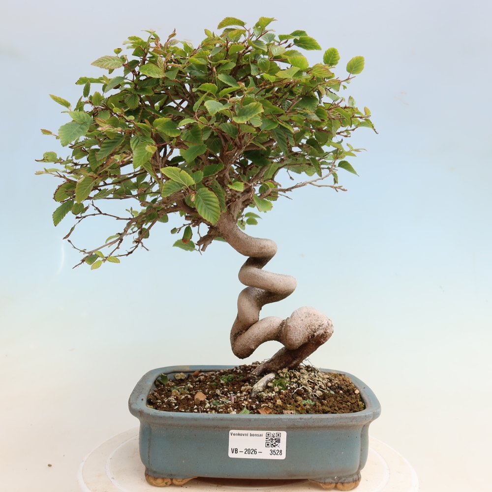 Bonsai für draußen -Carpinus CARPINOIDES - Koreanische Hainbuche