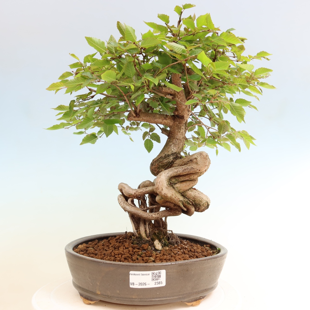 Bonsai für draußen - Karpinus Coreana - Koreanische Hainbuche