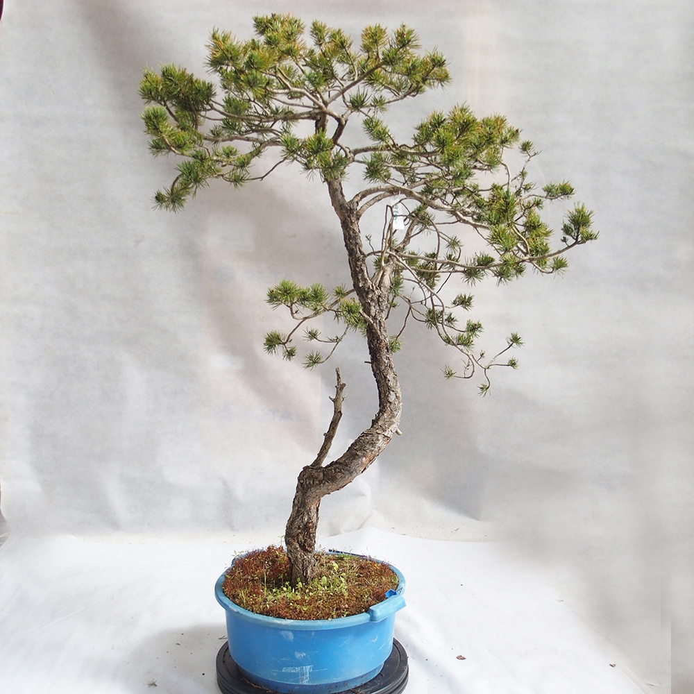Yamadori - Pinus sylvestris 