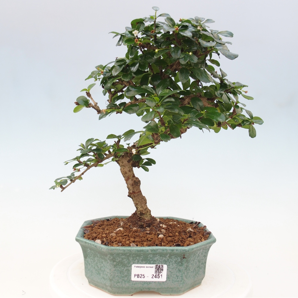 Zimmer Bonsai - Carmona macrophylla - Tea Fuki