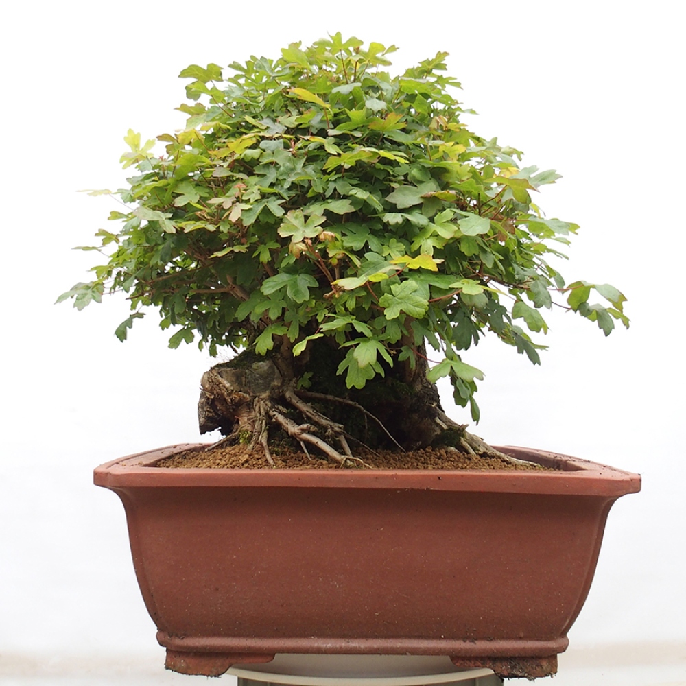 Bonsai im Freien - Französischer Ahorn - Acer Nonspessulanum