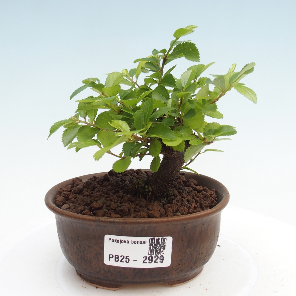 Zimmerbonsai - Grewia occidentalis - Lavendelstern