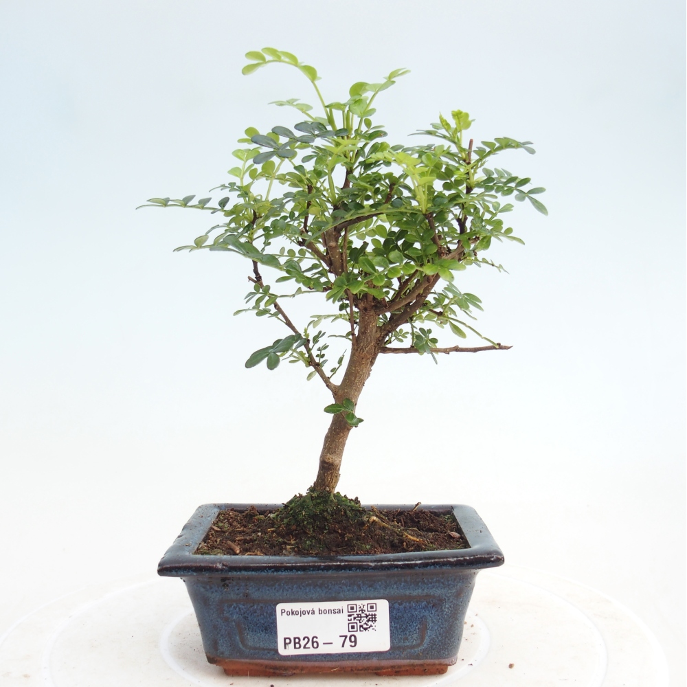 Zimmer Bonsai - Zantoxylum piperitum - Pfefferbaum