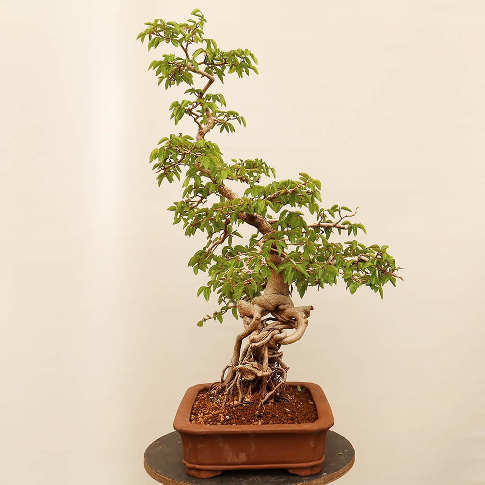 Bonsai im Freien - Carpinus Coreana - Koreanische Hainbuche
