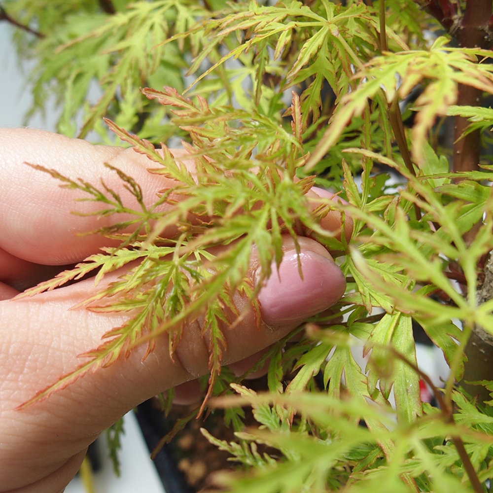 Bonsai im Freien - Acer palmatum Dissectum - japanischer Ahorn 