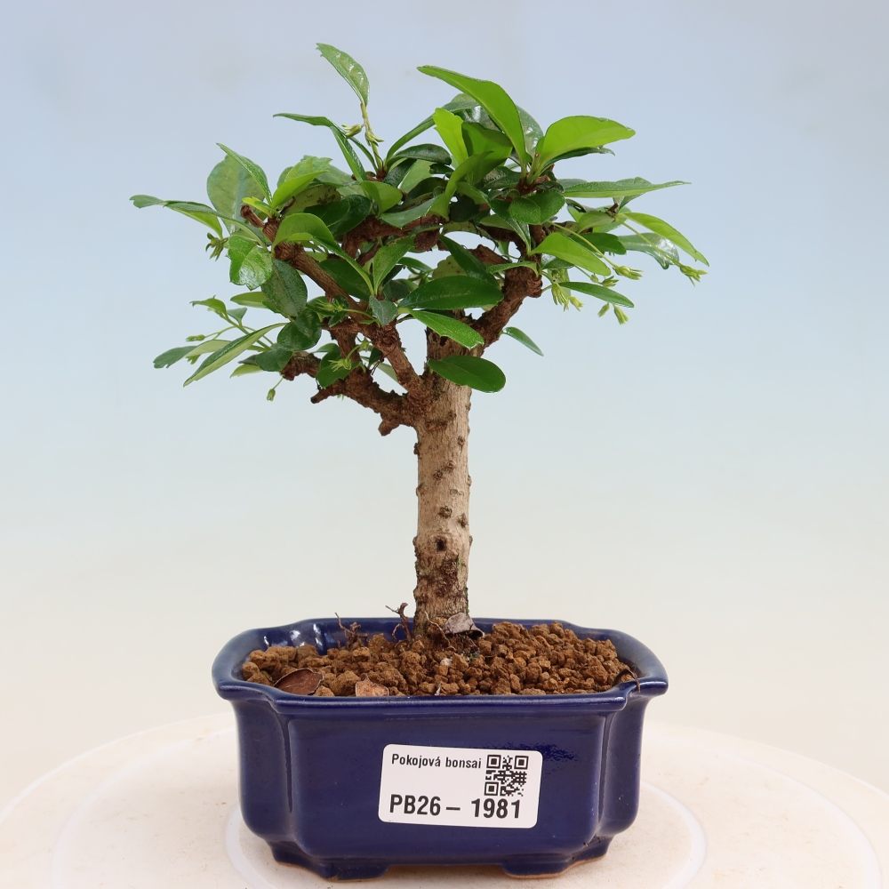 Zimmer-Bonsai - Carmona macrophylla - Tee-Fuki