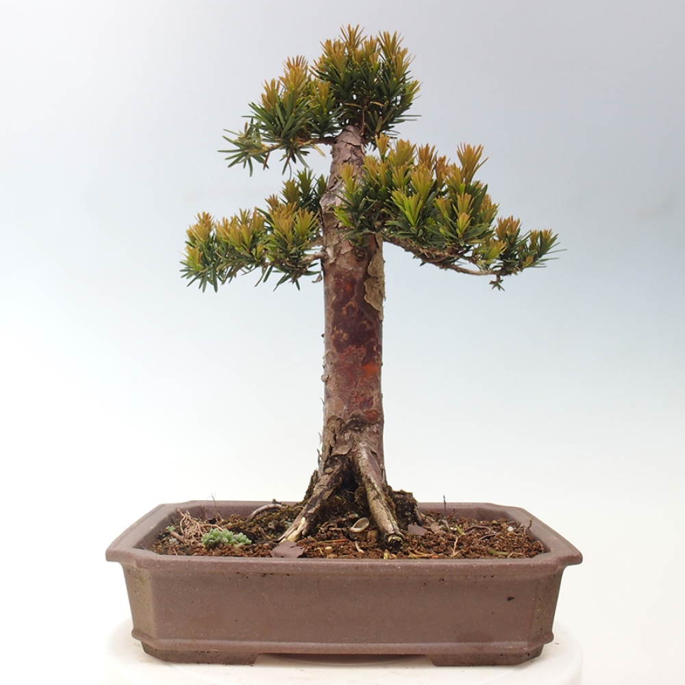 Bonsai im Freien - Taxus cuspidata - Japanische Eibe