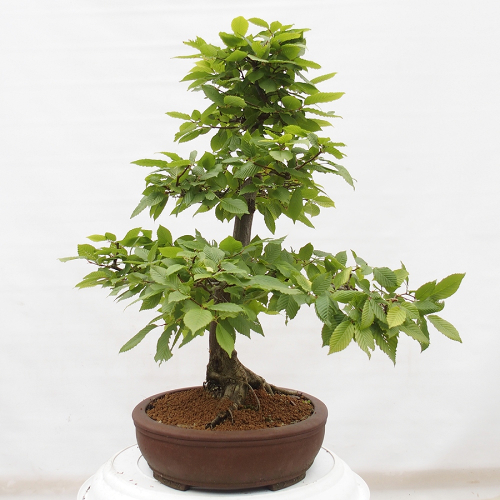 Bonsai im Freien - Hainbuche - Carpinus betulus
