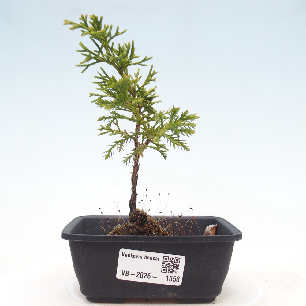 Bonsai für draußen - Juniperus chinensis Itoigawa