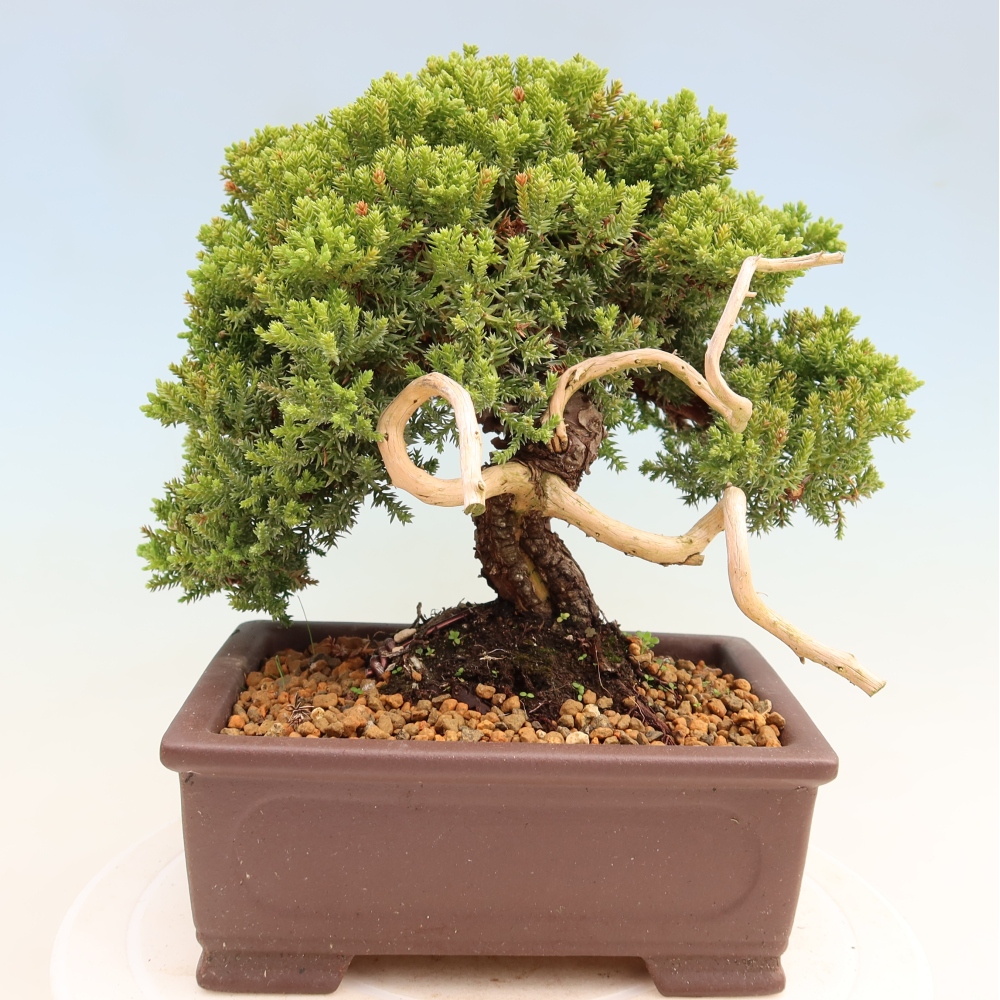 Bonsai für draußen - Juniperus procumbens - Juniperus procumbens