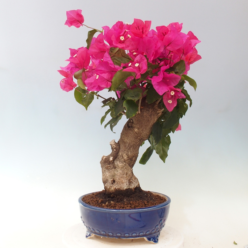 Indoor Bonsai - Bouganwilea
