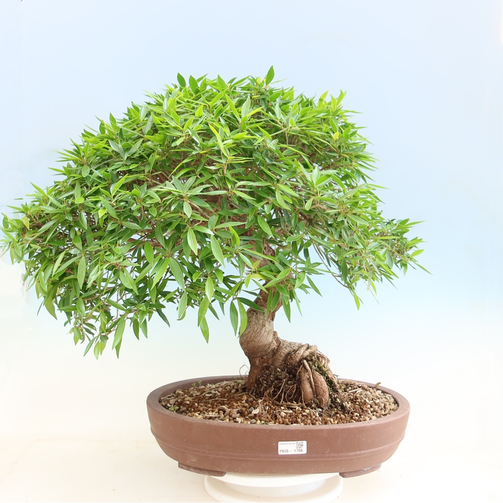 Zimmerbonsai - Ficus nerifolia - Kleinblättriger Ficus