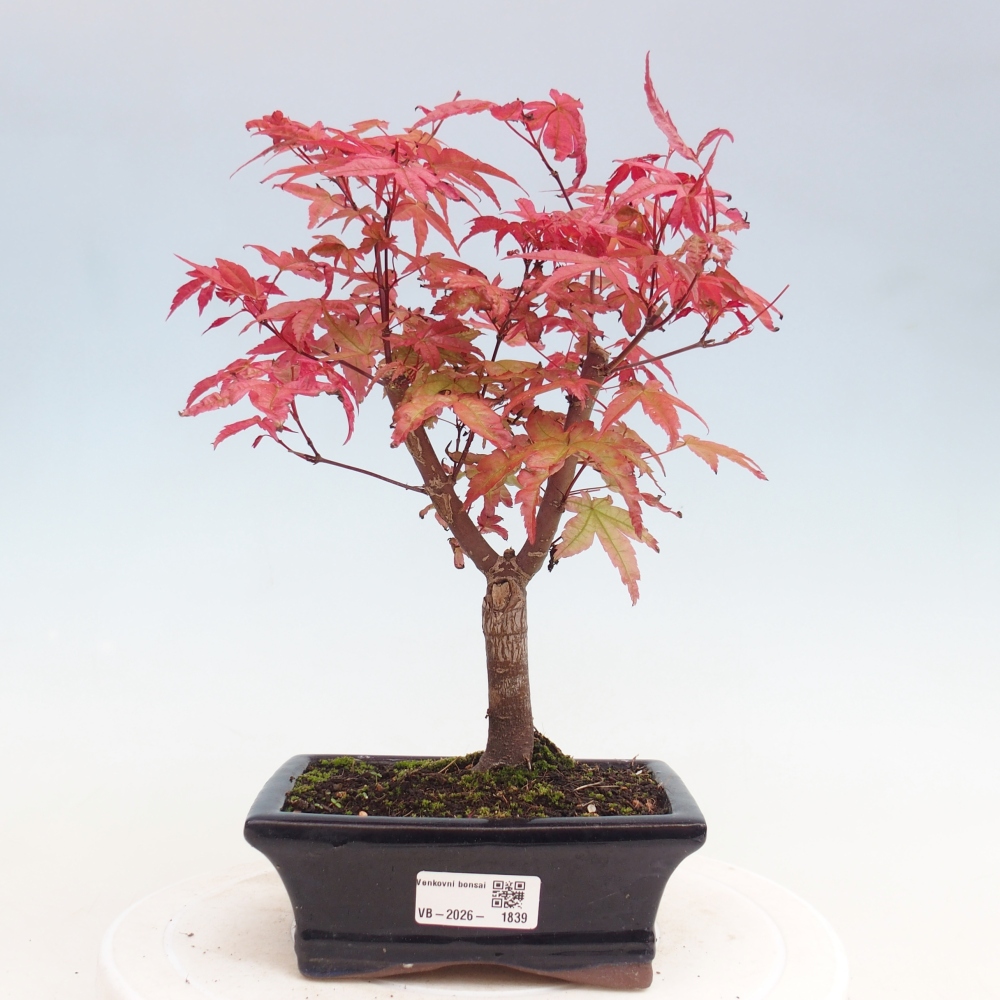 Bonsai für draußen - Acer palmatum DESHOJO