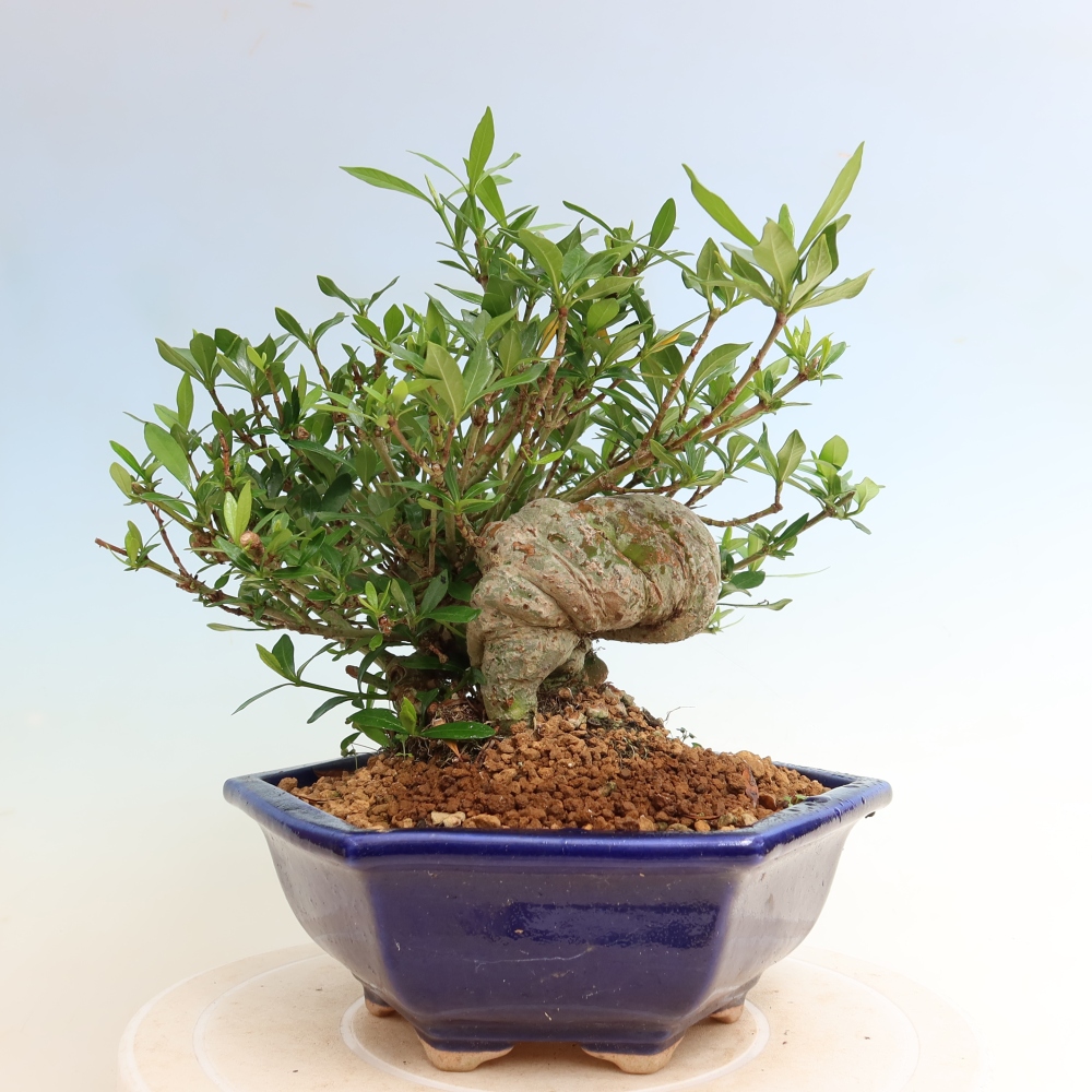 Zimmer Bonsai - Gardenia jasminoides-Gardenia
