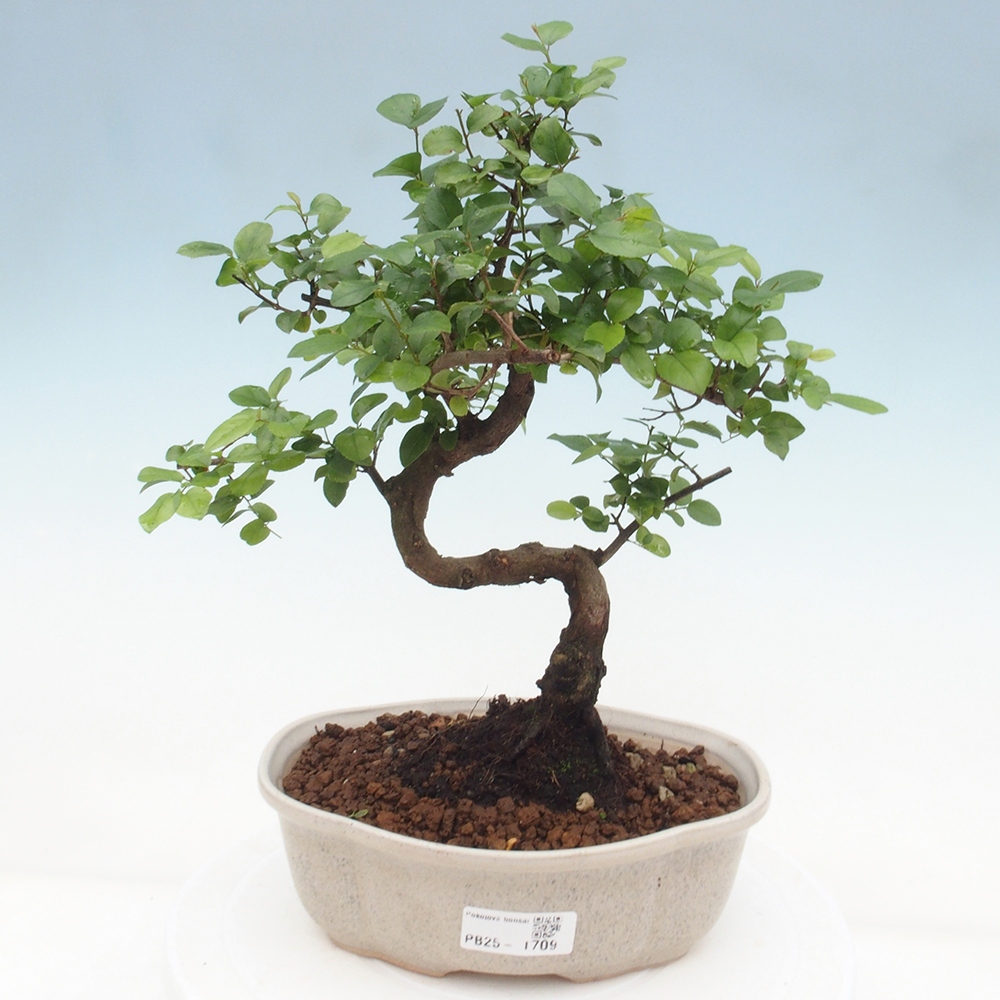 Zimmerbonsai - Sagerécie thea - Sagerécie thea