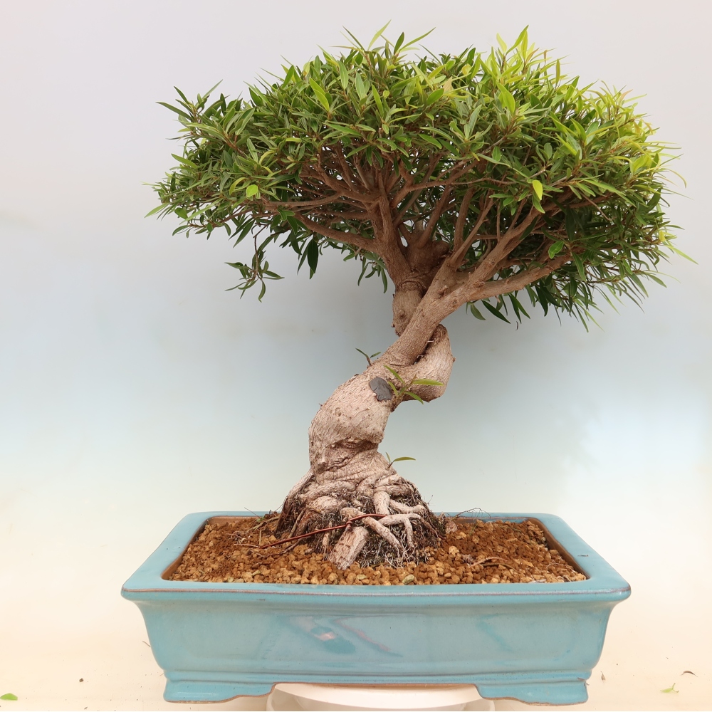 Zimmerbonsai - Ficus nerifolia - Kleinblättriger Ficus