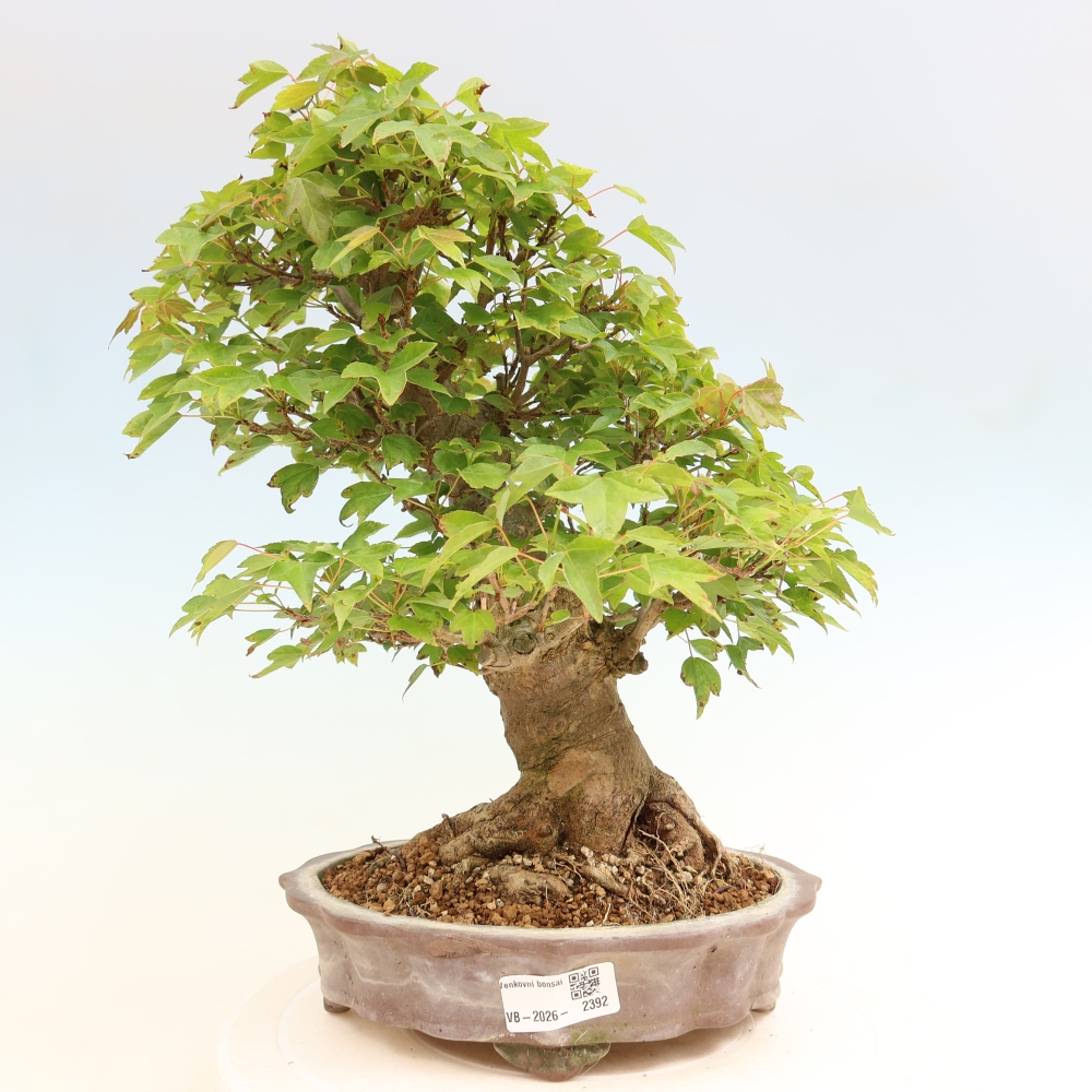 Bonsai für draußen - Ahorn Burger - Acer Burgerianum