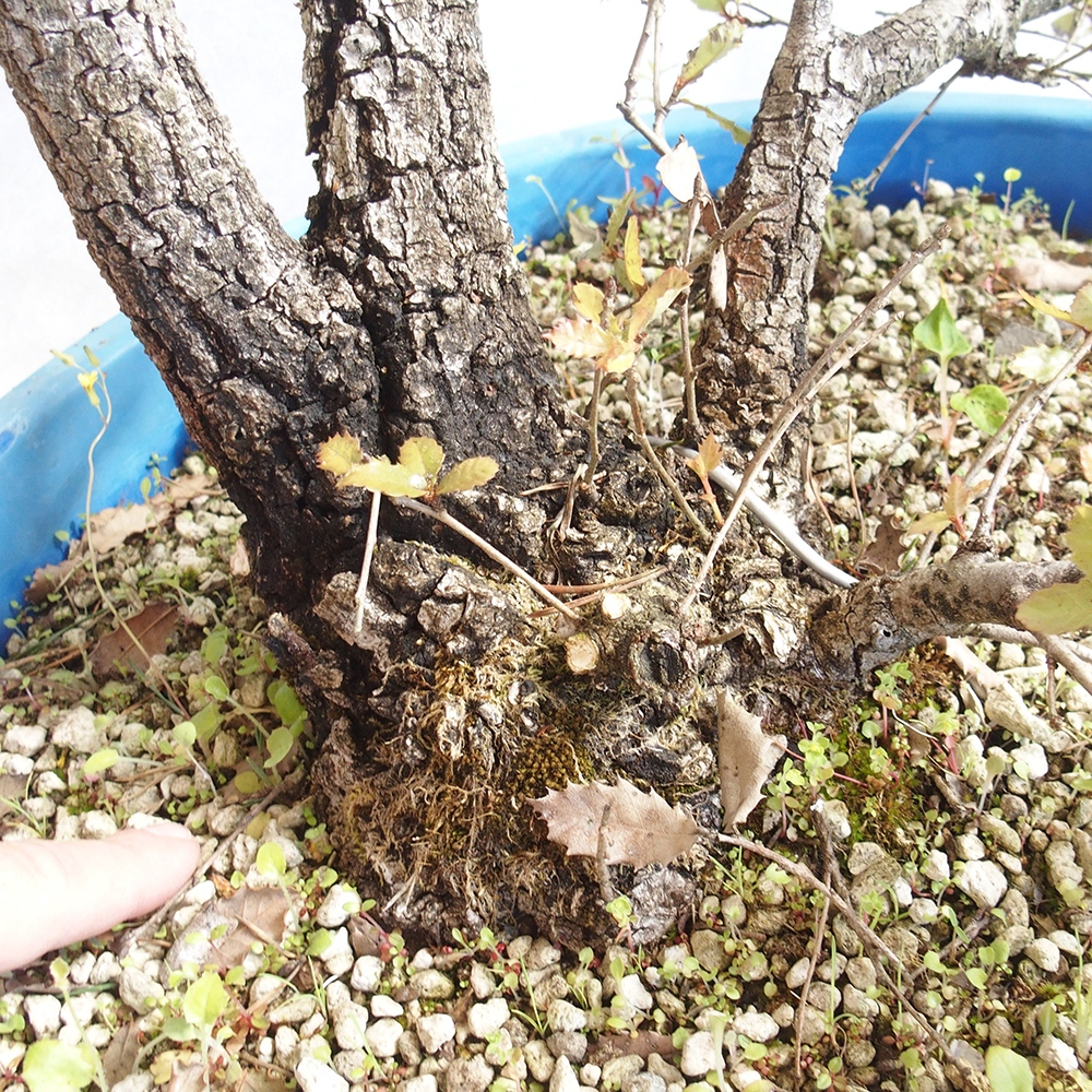 Freilandbonsai Quercus Cerris - Eiche Cer