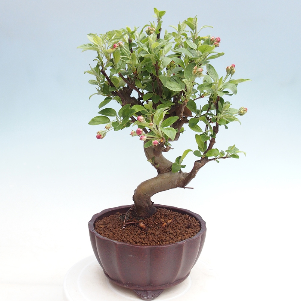 Bonsai im Freien - Malus halliana - Kleinfruchtiger Apfelbaum