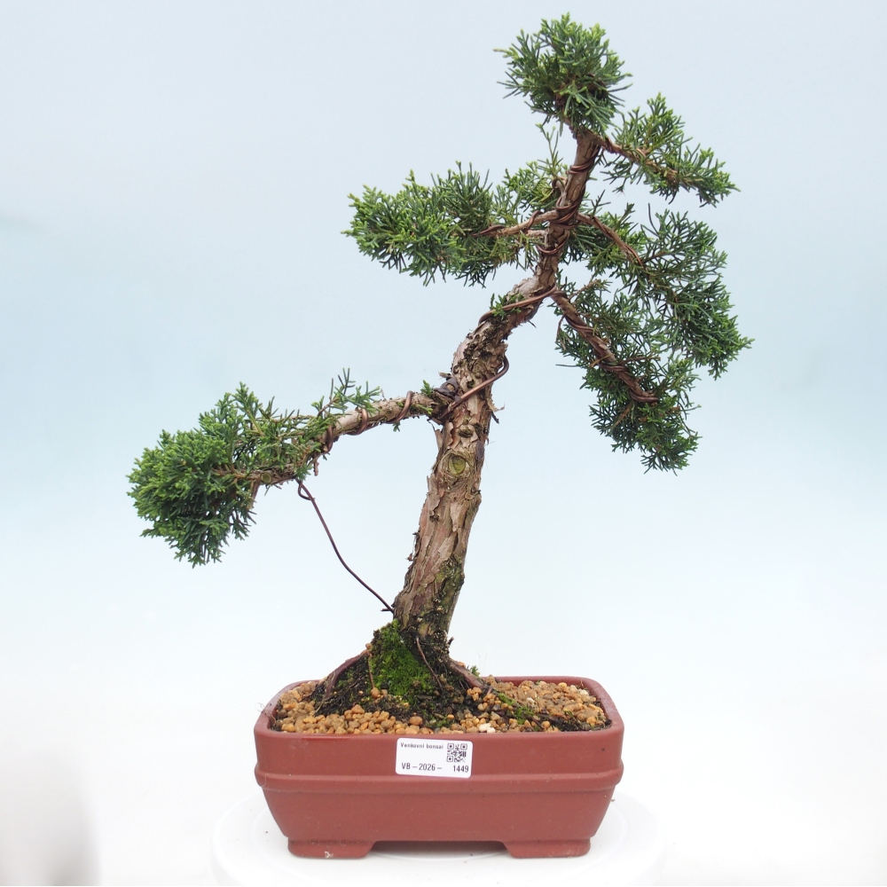 Bonsai für draußen - Juniperus chinensis Kishu